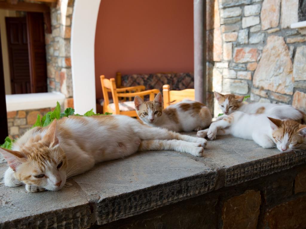 Alonissos Muses Villas Kalamakia Bagian luar foto
